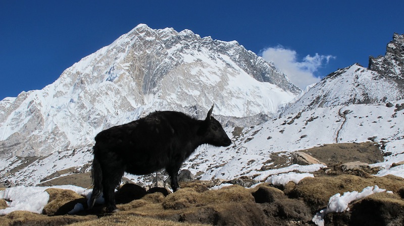 Solukhumbu Trail 2013.