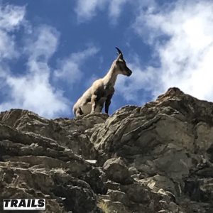 Odlo High Trail Vanoise 2017-bouquetin dans parc de la Vanoise